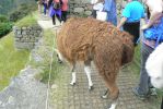 PICTURES/Machu Picchu - Animals - Us and Others/t_P1250676.JPG